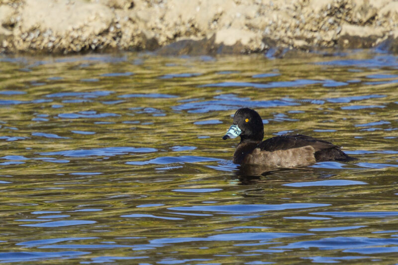 Fuligule morillon femelle baguée